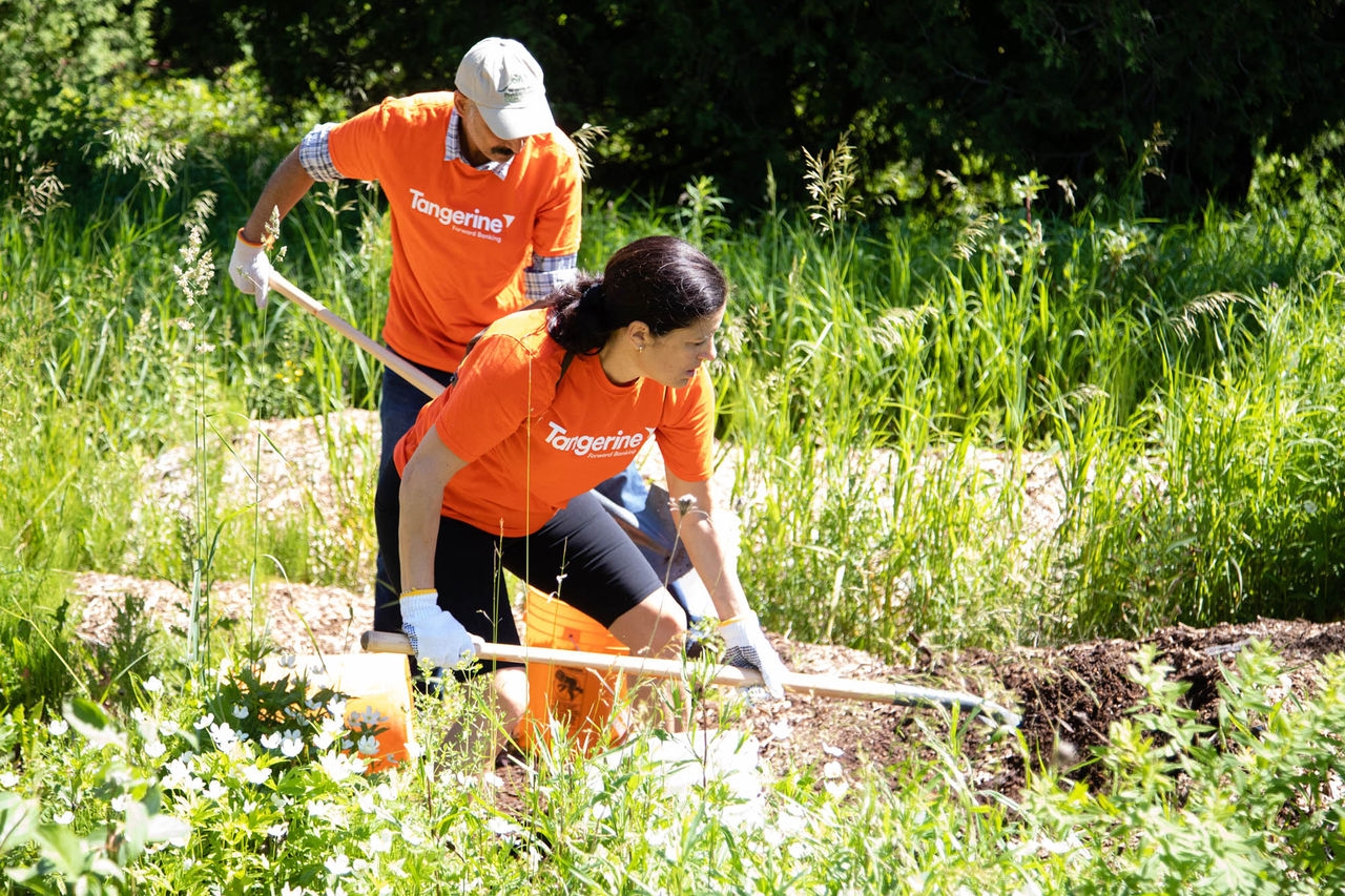 Two Tangerine employees shoveling dirt